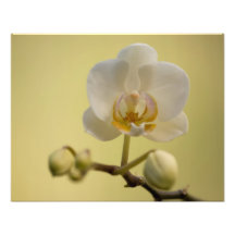 Orquídea blanca delicada impresiones fotograficas