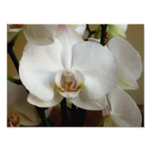 Orquídea blanca fotografía  