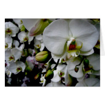 Orquídea blanca Notecard del Phalaenopsis Tarjeta