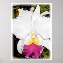 Orquídea blanca y púrpura de Cattleya Impresiones