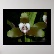 orquídea brillante poster