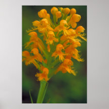 Orquídea con cresta amarilla posters