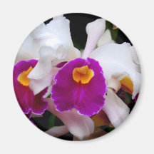 Orquídea de Cattleya - blanco/púrpura Imanes Para Frigoríficos