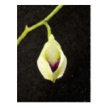 Orquídea de la lágrima postales
