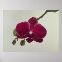 Orquídea de medianoche posters