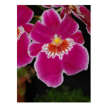 Orquídea de pensamiento del eros del Miltonia Tarjetas Postales