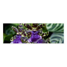 Orquídea de Zygopetalum • Señal/tarjeta de visita