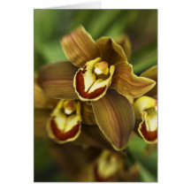 Orquídea del Cymbidium Tarjeton