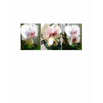 Orquídea floreciente camisetas