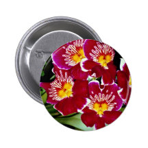 Orquídea, flores del híbrido del miltonia pin