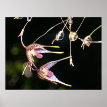 orquídea flotante posters