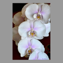 Orquídea - fotografía del Phalaenopsis en lona posters