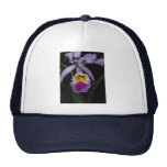 Orquídea hermosa, trianae del cattleya (Colombia) Gorras