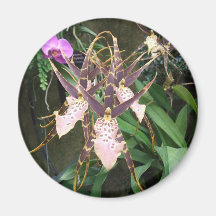 Orquídea Imán Para Frigorifico