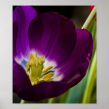 orquidea impresiones