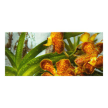 Orquídea - Oncidium - madurada Tarjeta Publicitaria A Todo Color