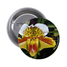 Orquídea, paphiopedilum-híbrido (bahía del quibero pin