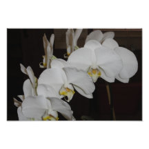 Orquídea Arte Fotográfico