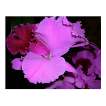 Orquídea Postal