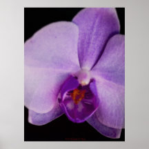 Orquídea Poster