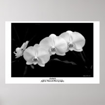 Orquídea Impresiones