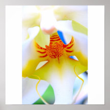 Orquídea Poster