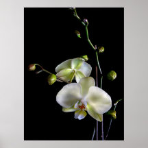 Orquídea Impresiones