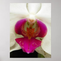 Orquídea Impresiones