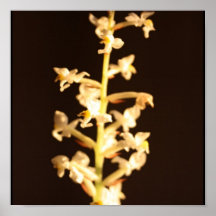 Orquídea Poster
