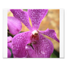 orquídea púrpura impresiones fotograficas