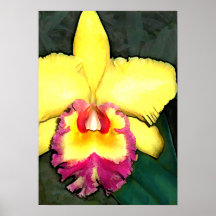 Orquídea púrpura y amarilla de Cattleya Poster