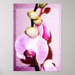 Orquídea rosada floral impresiones