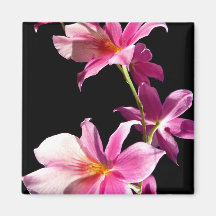 Orquídea rosada imanes para frigoríficos