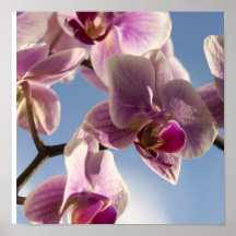 Orquídea rosada impresiones