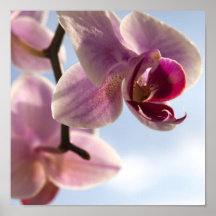 Orquídea rosada poster