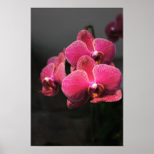Orquídea rosada poster