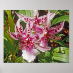 Orquídea rosada poster