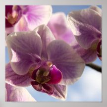 Orquídea rosada poster