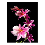 Orquídea rosada tarjeta postal