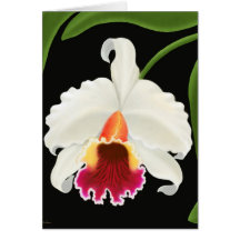 Orquídea tropical exótica de Cattleya Felicitacion