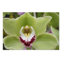 Orquídea verde impresión fotográfica