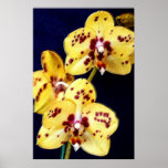 Orquídeas amarillas y púrpuras posters