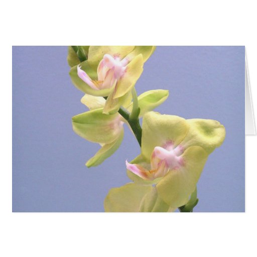 Orquídeas amarillas y rosadas en la lavanda tarjetón