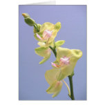 Orquídeas amarillas y rosadas en la lavanda tarjeta