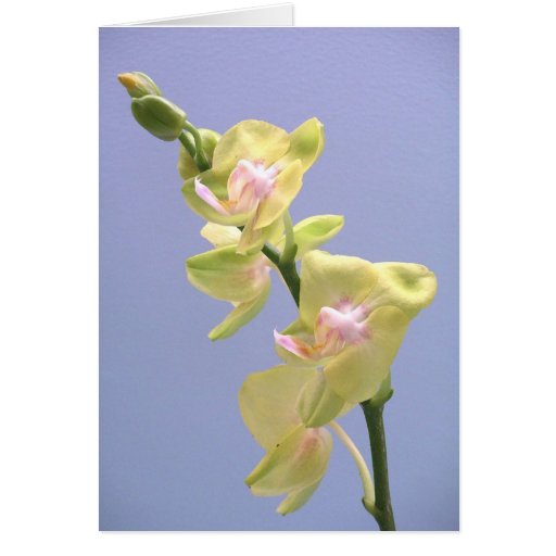 Orquídeas amarillas y rosadas en la tarjeta de pas