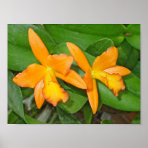 Orquídeas anaranjadas impresiones