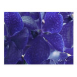 Orquídeas azules violetas de la postal, fotografía