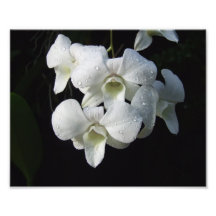 Orquídeas blancas 10" x 8" impresión de la foto