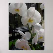 Orquídeas blancas hermosas posters