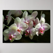 Orquídeas blancas impresiones